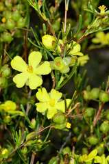 Hibbertia virgata