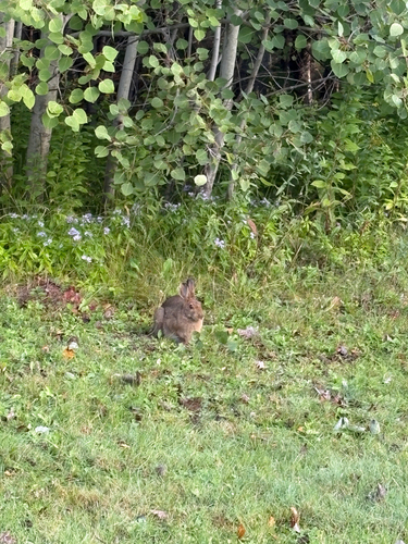 Snowshoe Hare