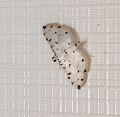 Pycnarmon