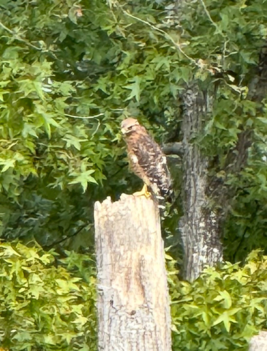Red-shouldered Hawk