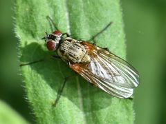 Hydrophoria lancifer