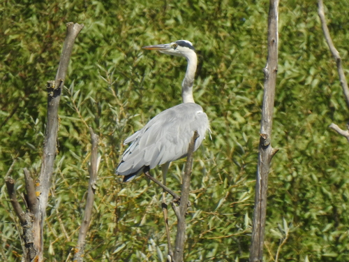 Grey Heron
