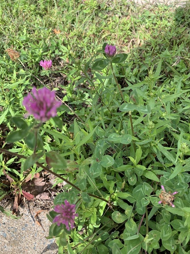 Red Clover