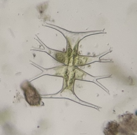 Micrasterias furcata, 2026-09-19