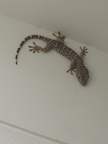 Tokay Gecko