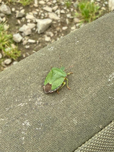 Green Shield Bug