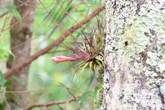 Tillandsia geminiflora
