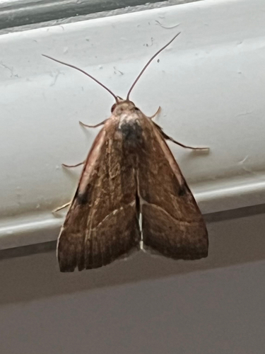 Wedgling Moth
