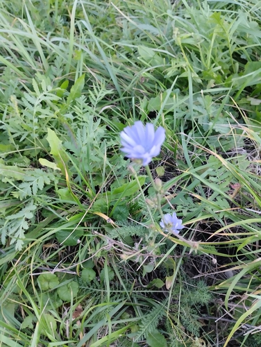 chicory