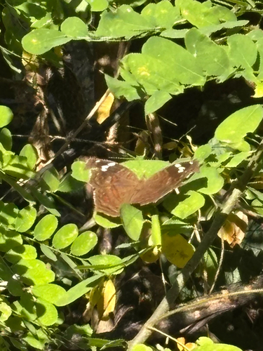 Spotted Brown Pansy