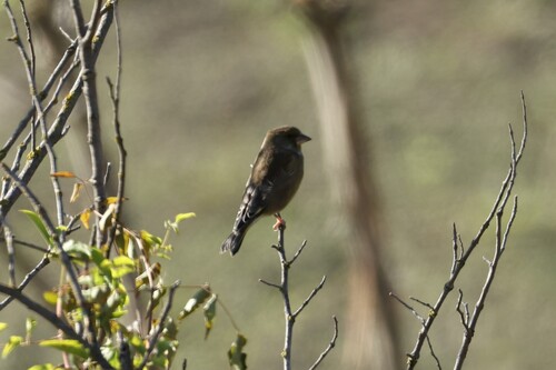 European Greenfinch