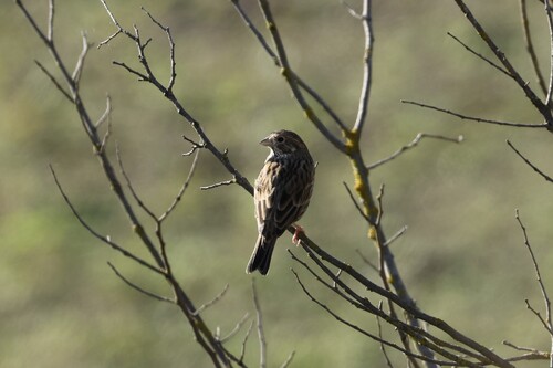 Corn Bunting