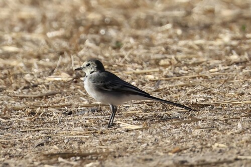 White Wagtail