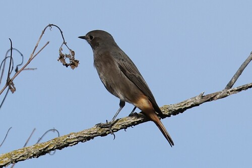 Black Redstart