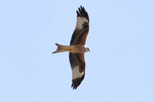 Red Kite
