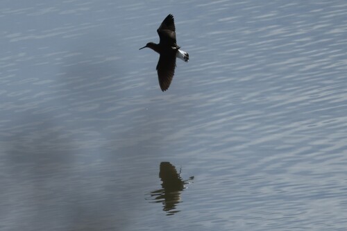Green Sandpiper