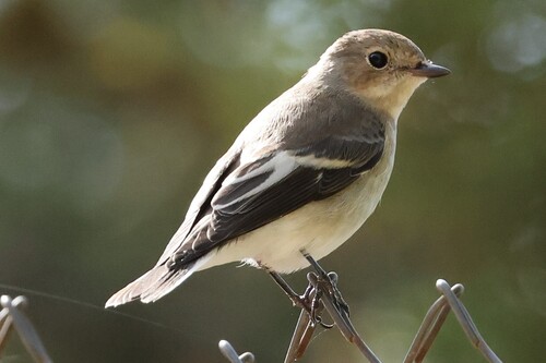 European Pied Flycatcher