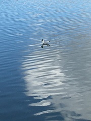 Chroicocephalus ridibundus