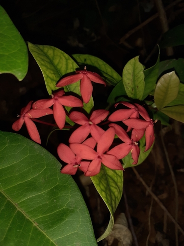 Jungle flame