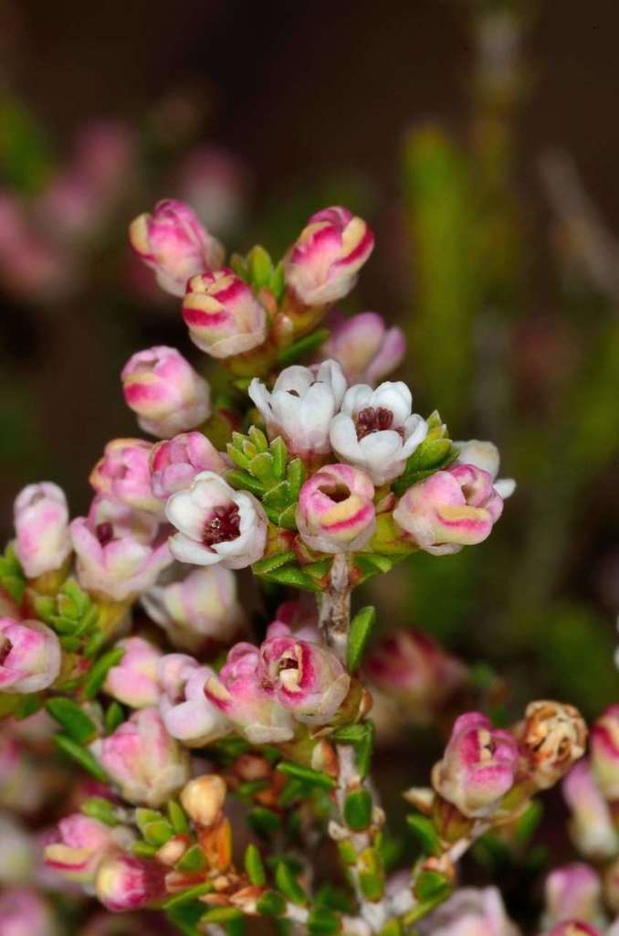 Micromyrtus