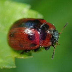Gonioctena viminalis