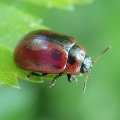 Gonioctena viminalis