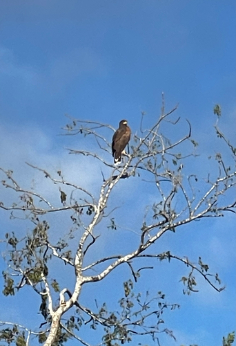 Harris's Hawk