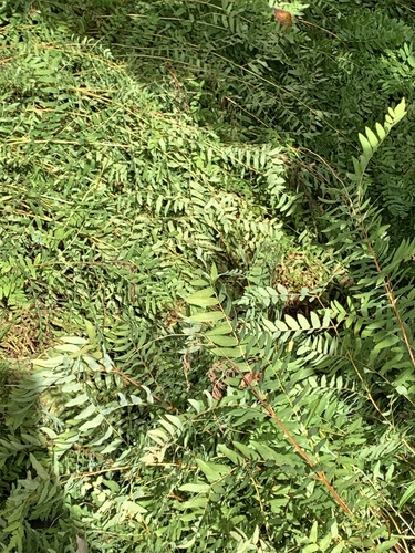 American Royal Fern