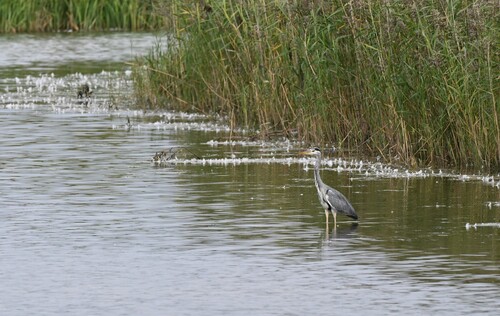 Grey Heron