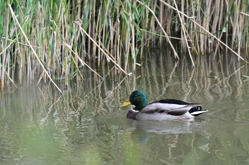 Mallard