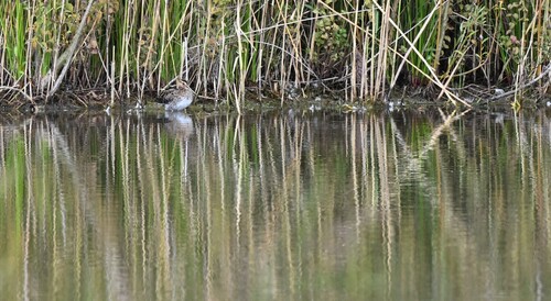 Common Snipe