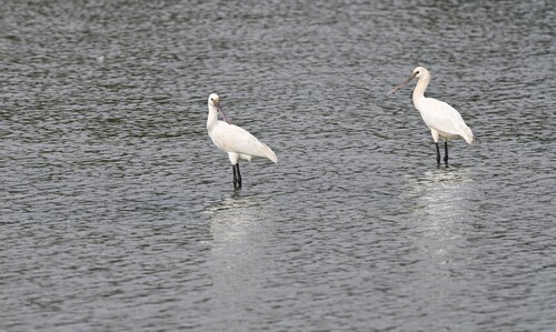 Eurasian Spoonbill