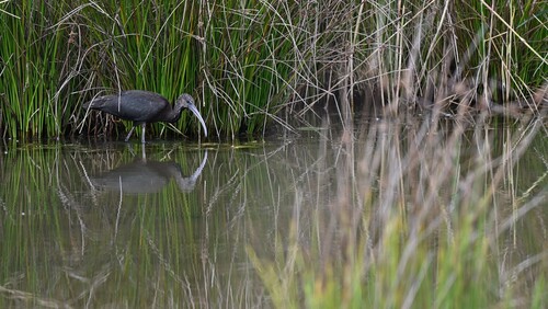Glossy Ibis