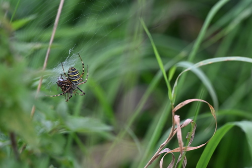 Wasp Spider