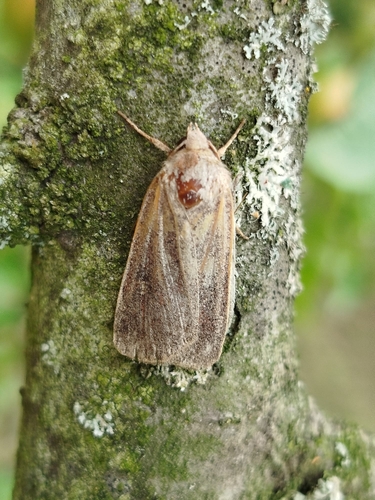 Square-spot Rustic