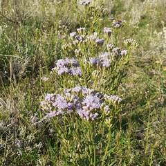 Chromolaena hirsuta