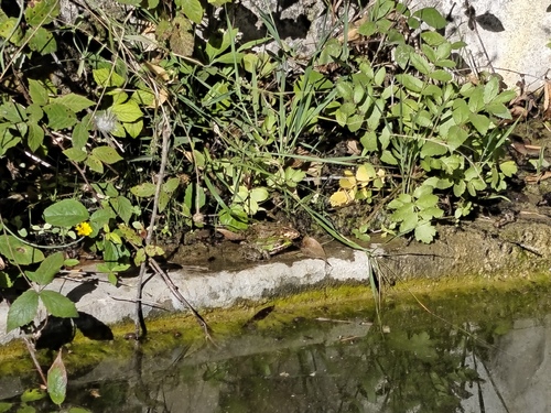 Iberian Green Frog