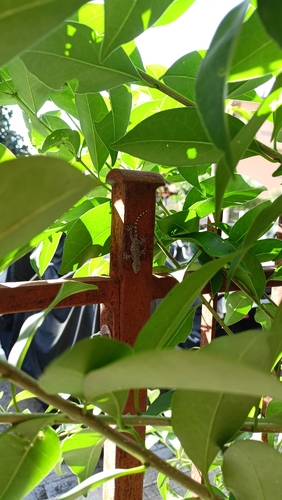 Moorish Gecko