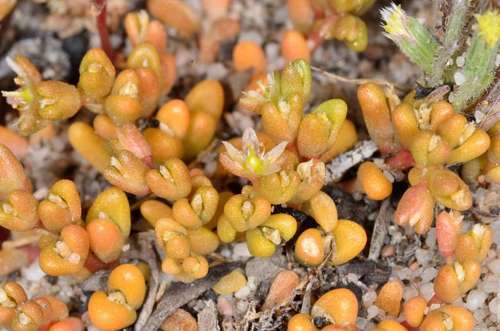 Image of Calandrinia granulifera by (c) Chris Lindorff, some rights reserved (CC BY)
