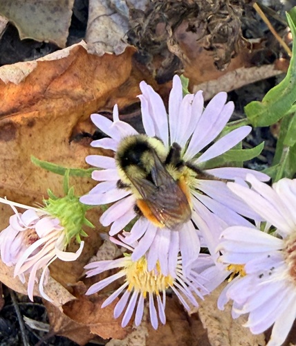 Tricolored Bumble Bee