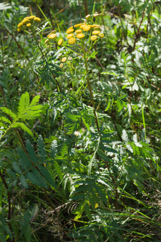 tansy