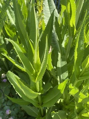 Dipsacus fullonum