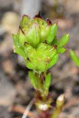 Brachyscome perpusilla