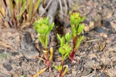 Brachyscome perpusilla