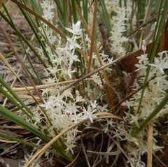 Lomandra effusa