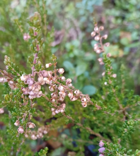 common heather