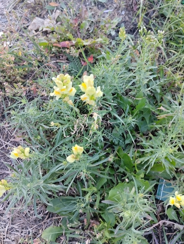 common toadflax