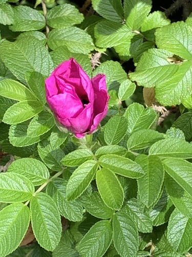 rugosa rose