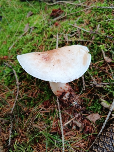 Spotted Collybia
