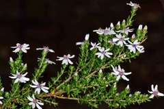 Olearia minor